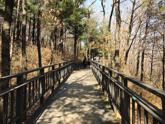 Zdjęcie most dla pieszych pośród drzew w lesie