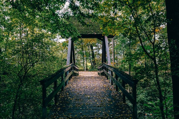 Most dla pieszych w lesie