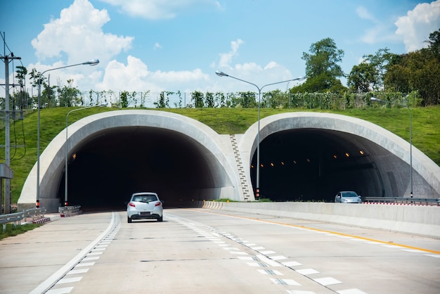 Most dla zwierząt nad autostradą leśną tunel drogowy prędkość samochodu na ulicy