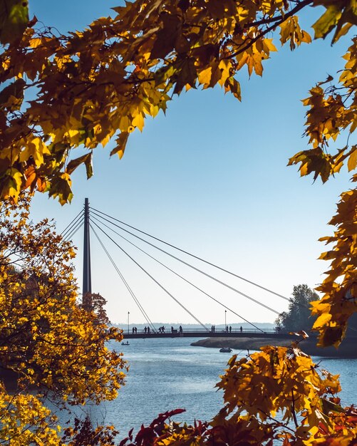 Most przez drzewa na tle nieba jesienią