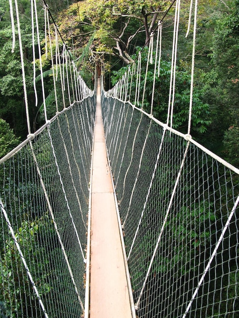 Most w parku narodowym Taman Negara Malezja