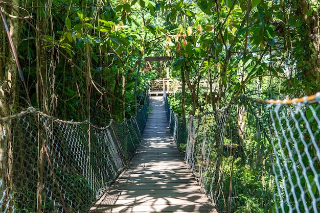 Most wiszący w dżungli w pobliżu tarasów ryżowych na wyspie Bali Indonezja
