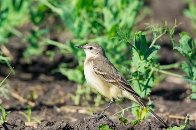 Motacilla Flava Na Ziemi