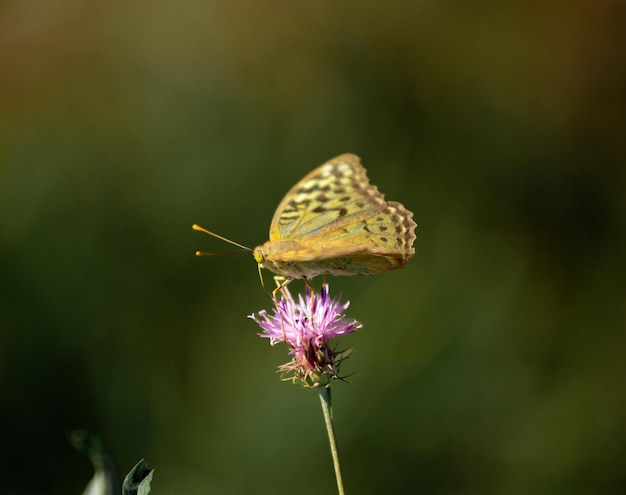 Motherofpearl duży leśny motyl zapylający kwiaty w miękkim tle letniego dnia