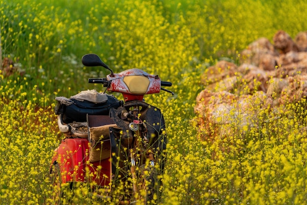 Motocykl na polu żółtych kwiatów z napisem motocykl.