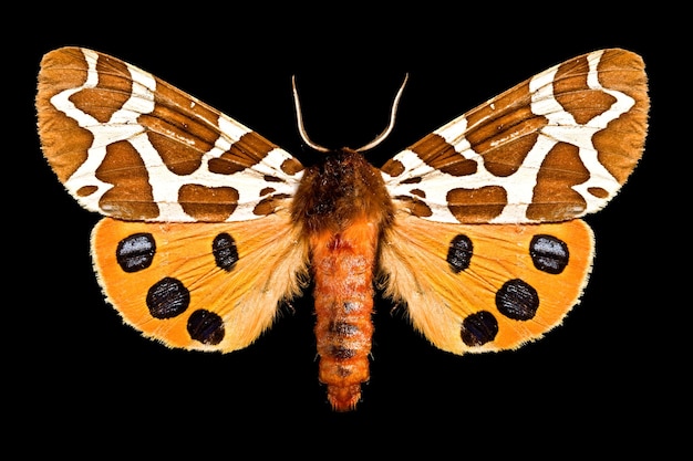 Motyl Arctia Caja