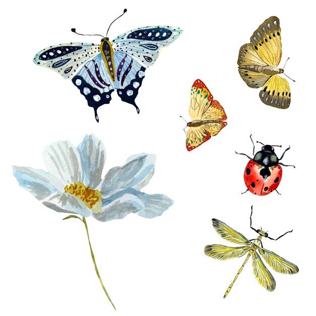 Motyl biedronka ważka czerwony niebieski szkic. Ilustracja akwarela. Ręcznie rysowane tekstury.