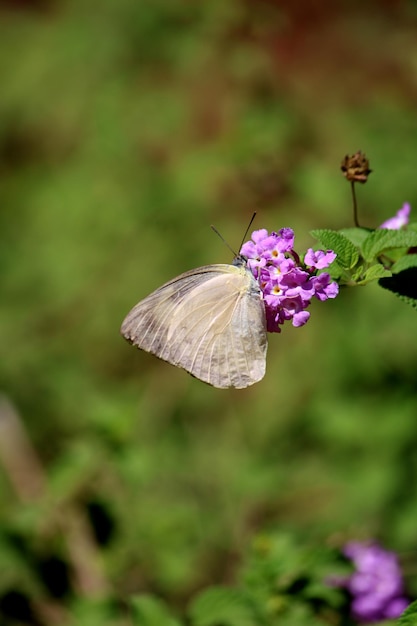 Motyl Catopsilia Pomona Na Kwiatku Lantana Camara