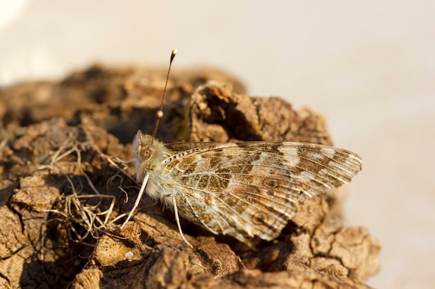 Motyl ćma w wiosennym skrzydle i oku