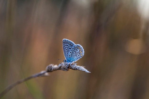 Motyl Coenonympha na polu w rodzimym środowisku