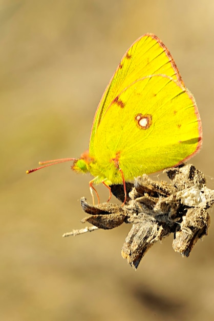 Motyl colias croceus jest gatunkiem z rodziny pieridae