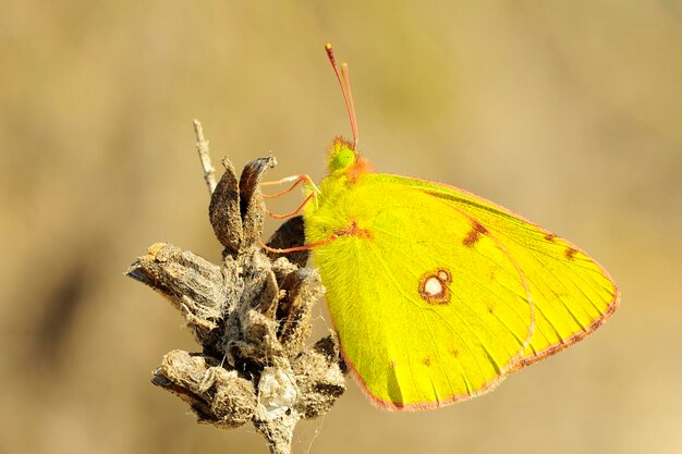 Motyl colias croceus jest gatunkiem z rodziny pieridae