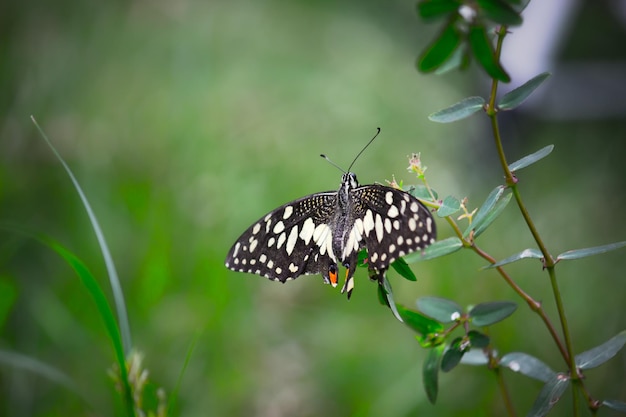 Motyl Cytrynowy Paź Limonka I Paź W Kratkę Motyl Odpoczywający Na Kwiatowych Roślinach