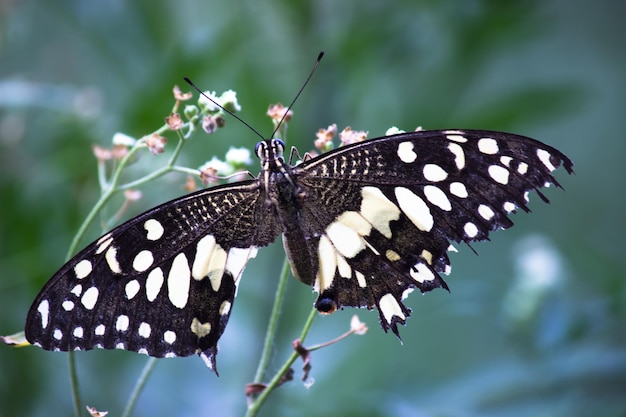 Motyl cytrynowy paź limonka i paź w kratkę Motyl odpoczywający na kwiatowych roślinach