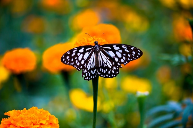 Motyl cytrynowy paź limonka i paź w kratkę Motyl odpoczywający na kwiatowych roślinach
