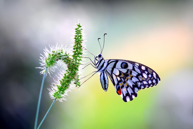 Motyl cytrynowy paź limonka i paź w kratkę Motyl odpoczywający na kwiatowych roślinach