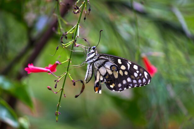 Motyl cytrynowy paź limonka i paź w kratkę Motyl odpoczywający na kwiatowych roślinach