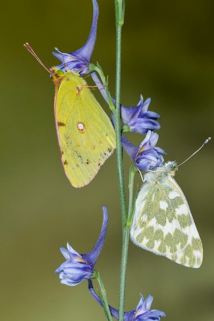 Motyl dzień siedzący na kwiat, Colias crocea.