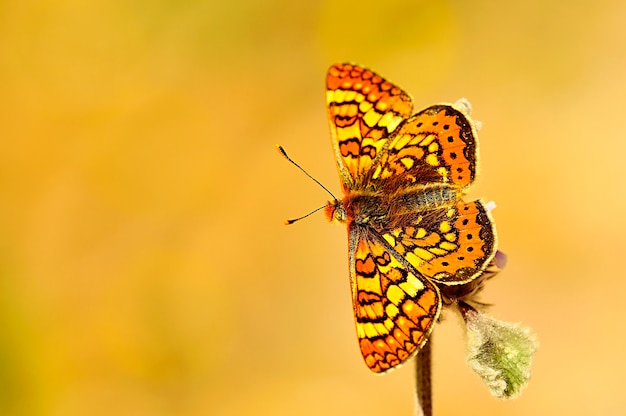 Motyl dzień siedzący na kwiat, Euphydryas aurinia.