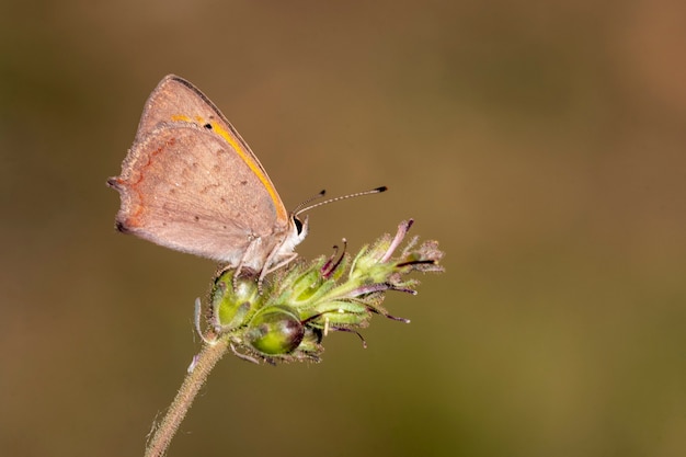 Motyl dzień siedzący na kwiat, Lycaena phlaeas panoptes.