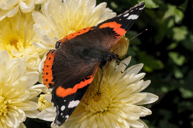 Motyl dzienny Admirał z rodziny nimfalidów na kwiat chryzantemy z bliska fotografia makro w ogrodzie w słoneczny jesienny dzień