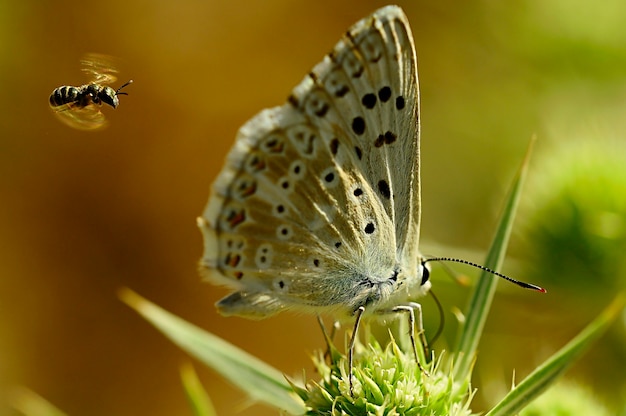 Motyl dzienny siedzący na kwiatku, Lysandra albicans