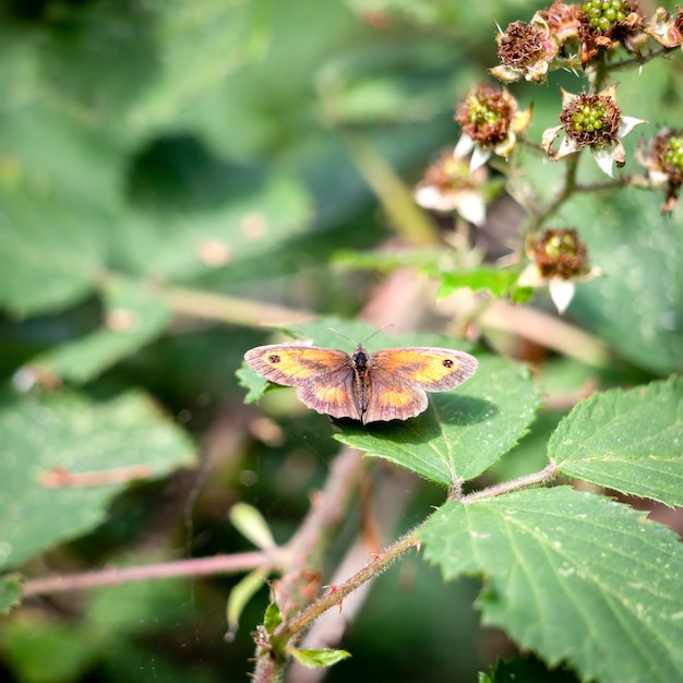 Motyl Gatekeeper Lub Hedge Brown (pyronia Tithonus) Spoczywający Na Liściu Jeżyny