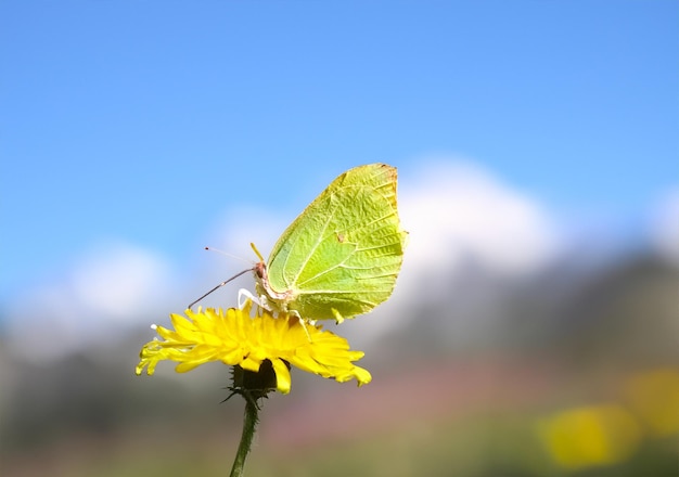 Motyl gonepteryx rhamni siedzący na wiosennym słońcu