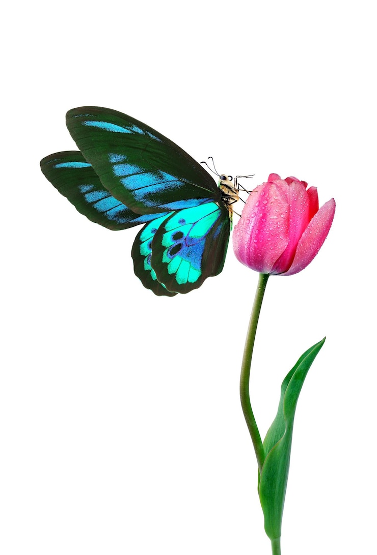 Zdjęcie motyl i kwiat z motylem na nim