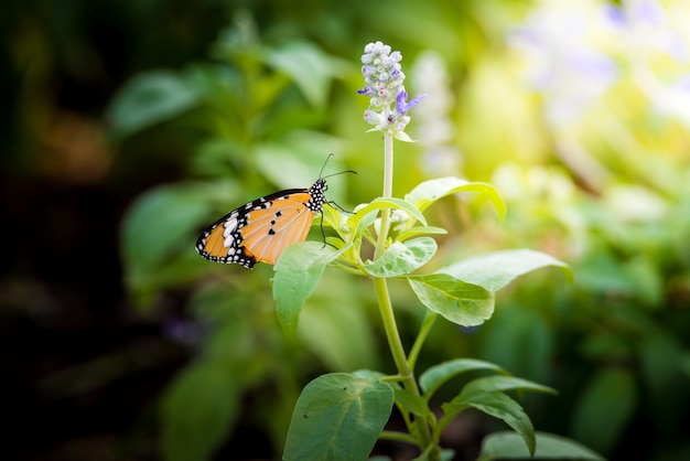 Motyl i łąka z kwitnącymi Błękitnymi szałwiami ziołowymi kwiatami