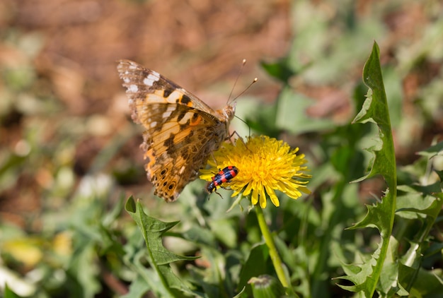 Motyl i ściga na żółtym dandelion. Sezon letni.