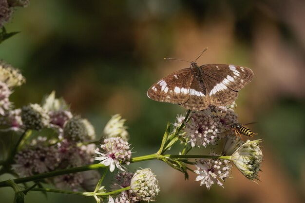 Zdjęcie motyl jest brązowy z białym paskiem na kwiecie i latającą osą obok niego