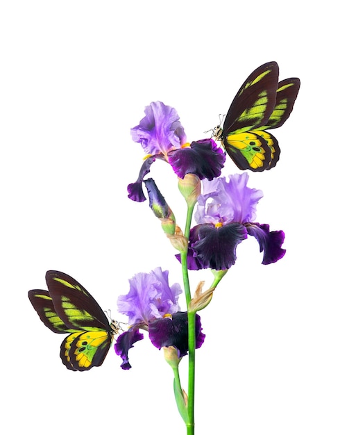 Zdjęcie motyl jest na fioletowym kwiatku, a motyl jest żółty i czarny.