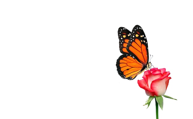 motyl jest na kwiatku z motylem na nim
