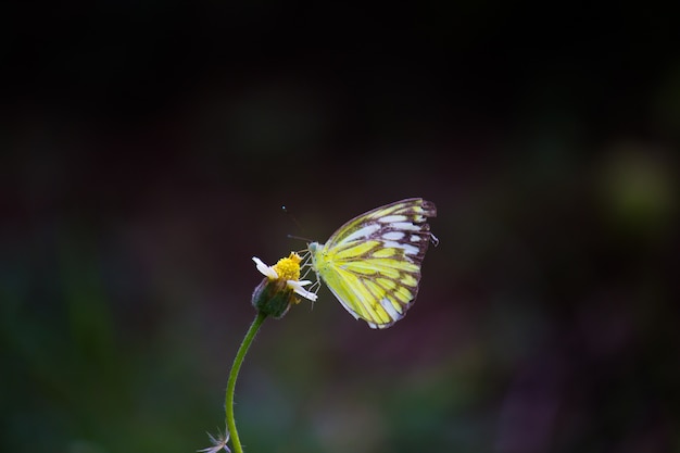 Motyl Jezebel