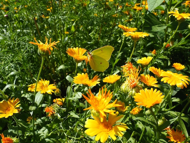 Motyl kapuściany siedzi na kwiatku nagietka Pieris brassicae Motyl z rodziny Pieridae Calendula to rodzaj roślin zielnych z rodziny Asteraceae Owad na żółtych kwiatach zbliżenie