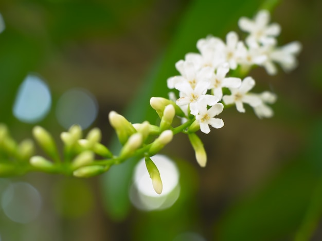 Zdjęcie motyl krzak lub buddleja paniculata białe małe kwiaty