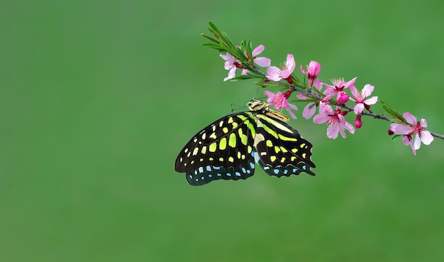 Motyl, który jest na kwiatku