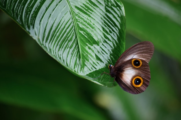 Motyl kwiat makro owad natura zwierzę lato ogród wiosna roślina piękno mucha dzika przyroda kolorowe