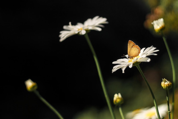 Motyl Laeosopis roboris siedzący na stokrotce.