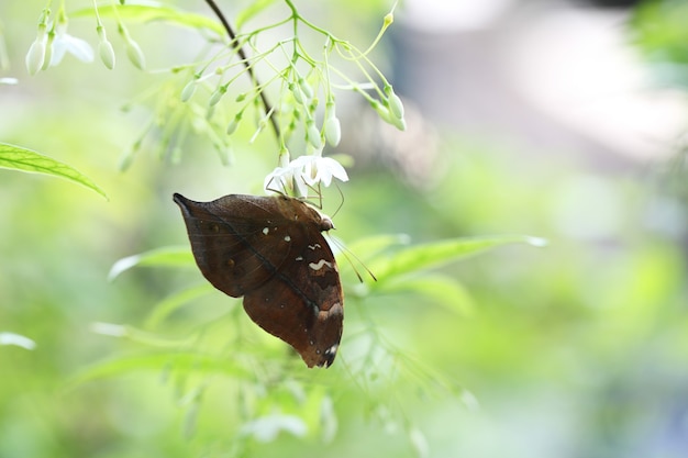 Motyl lata w porannej przyrodzie