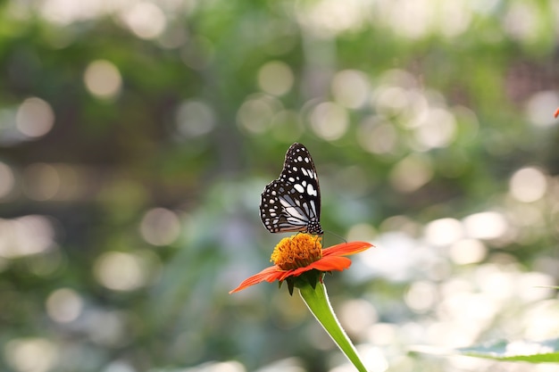 Motyl lata w porannej przyrodzie