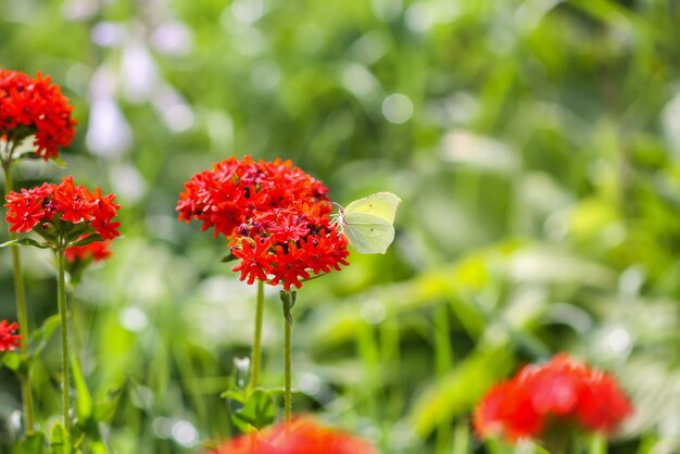 Motyl Limonit pospolita siarka Gonepteryx rhamni na Lychnis chalcedonica kwitnąca roślina na zewnątrz w letni dzień