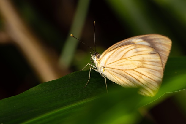 Motyl mały i piękny motyl sfotografowany obiektywem makro na liściach w ogrodzie selektywnej ostrości