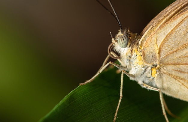 Motyl mały i piękny motyl sfotografowany obiektywem makro na liściach w ogrodzie selektywnej ostrości