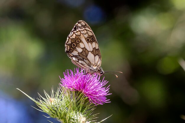 Motyl Melanargia galathea z bliska