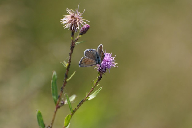 Motyl miedziany (Cyaniris argiolus) na kwiatku w letni poranek. Zachodnia Syberia. Rosja