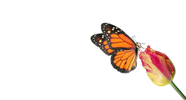 motyl monarch na białym tle