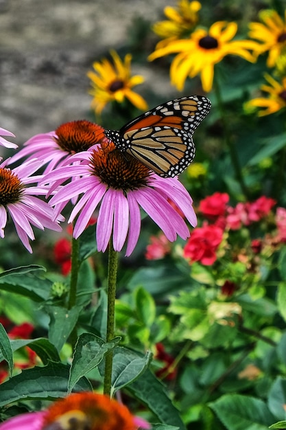 Zdjęcie motyl monarch na kwiacie stożkowym