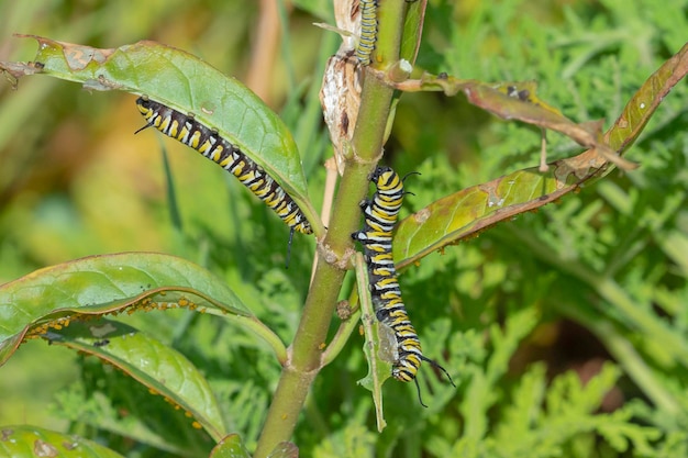 Motyl monarcha lub monarcha (Danaus plexippus) Malaga, Hiszpania